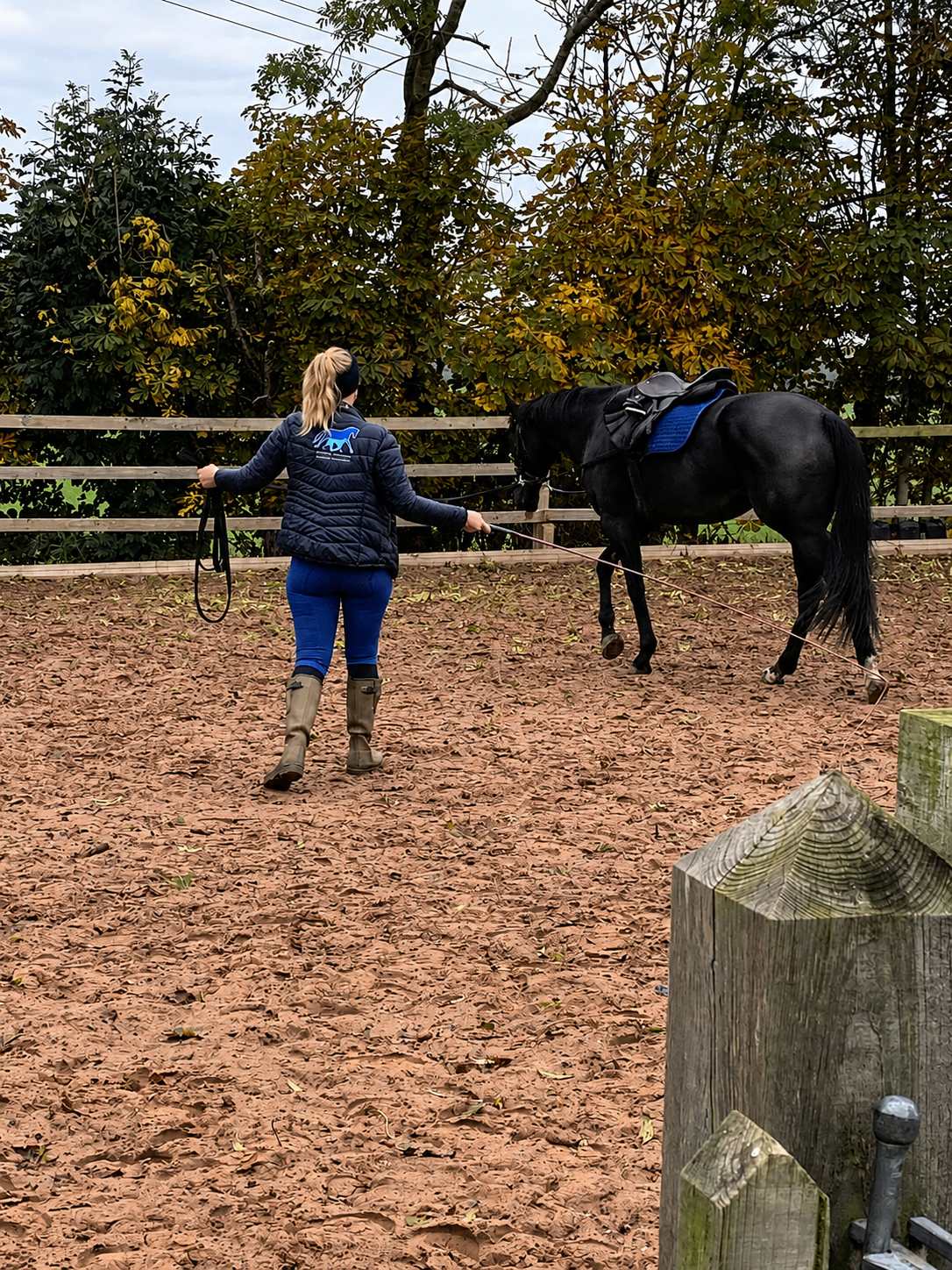 Veterinary physiotherapist lunging a black horse in a sand school
