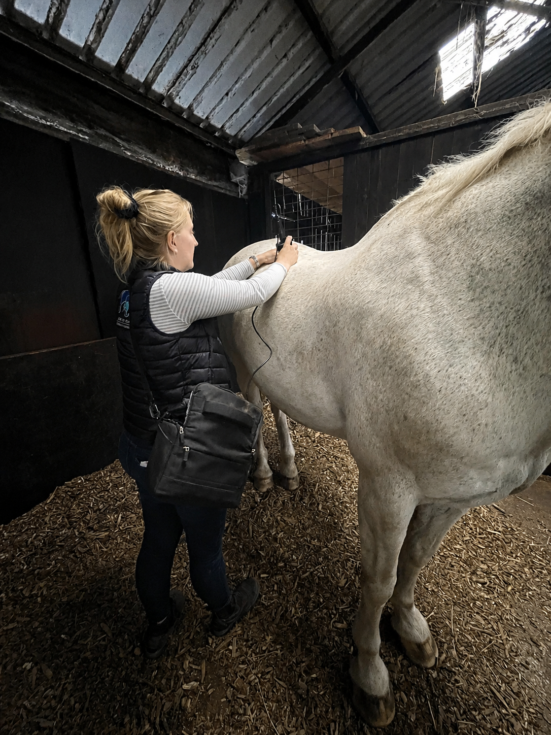 Veterinary physiotherapist applying laser therapy to a grey horse
